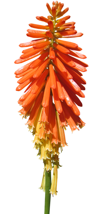 Vibrant Orange Kniphofia Flower PNG Image