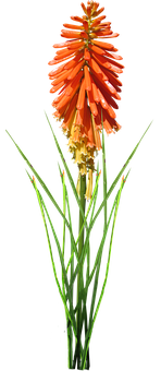 Vibrant Orange Kniphofia Flower PNG Image