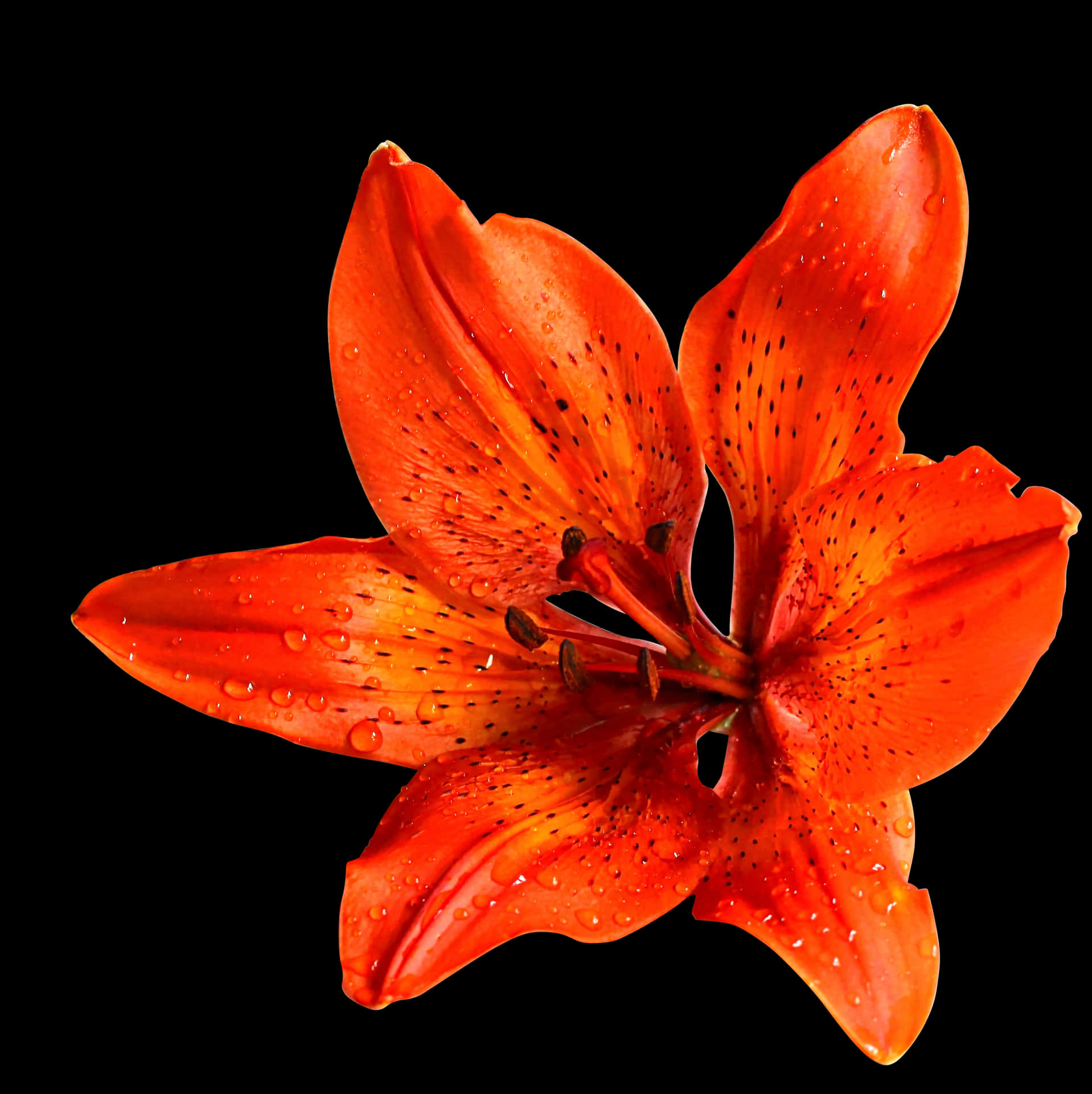 Vibrant Orange Lily Black Background PNG Image