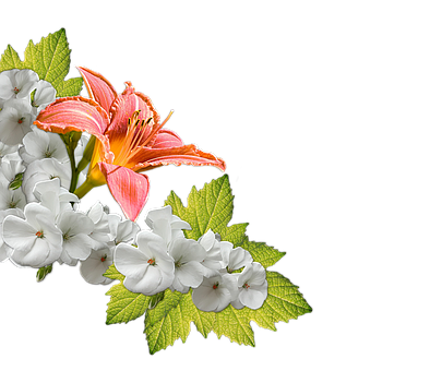 Vibrant Orange Lily White Flowers PNG Image