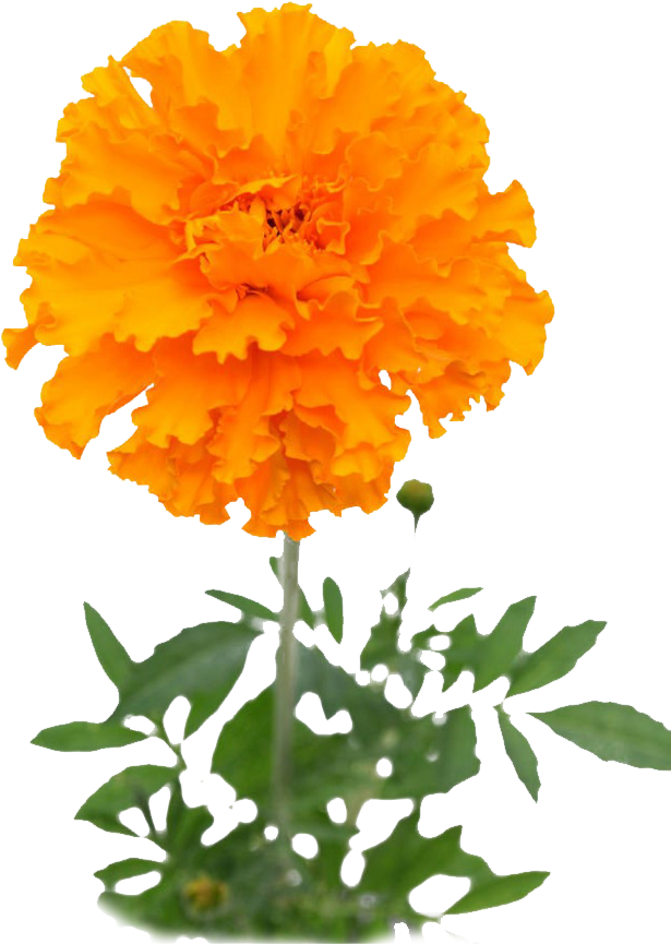 Vibrant Orange Marigold Flower PNG Image