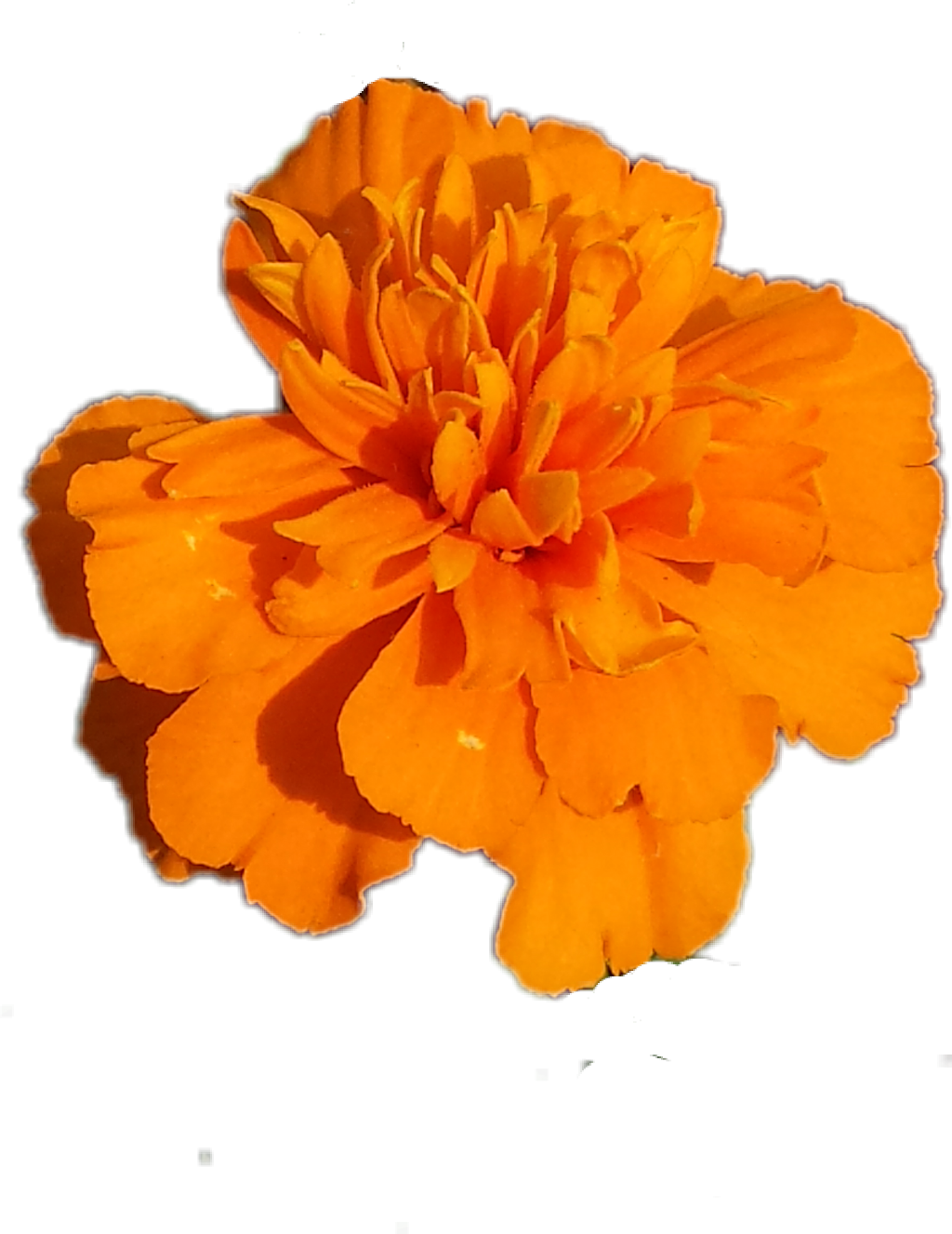 Vibrant Orange Marigold Flower PNG Image