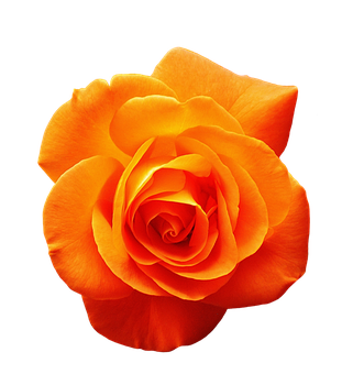 Vibrant Orange Rose Black Background PNG Image