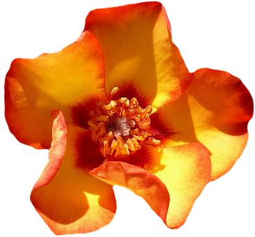 Vibrant Orange Rose Black Background PNG Image