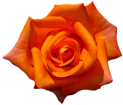 Vibrant Orange Rose Black Background.jpg PNG Image