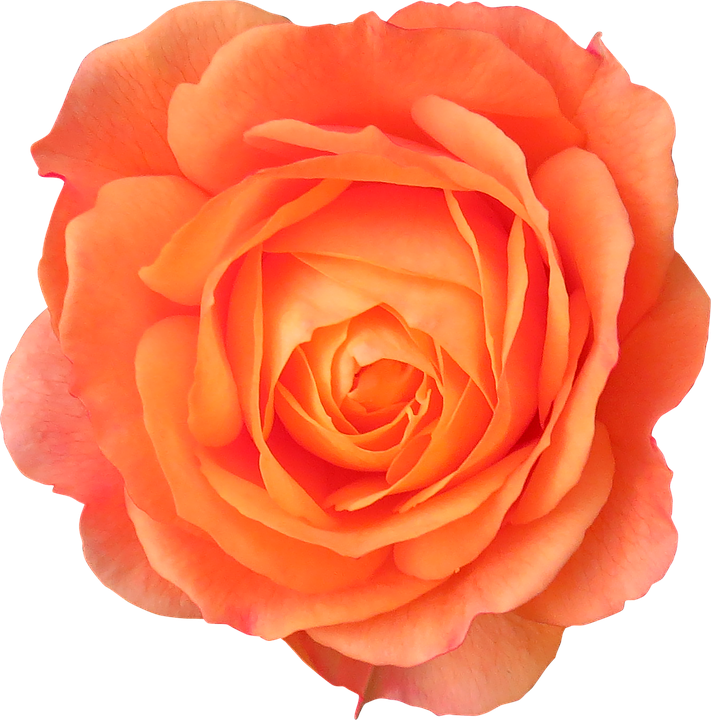 Vibrant Orange Rose Flower PNG Image