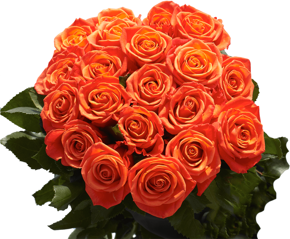 Vibrant Orange Roses Bouquet PNG Image