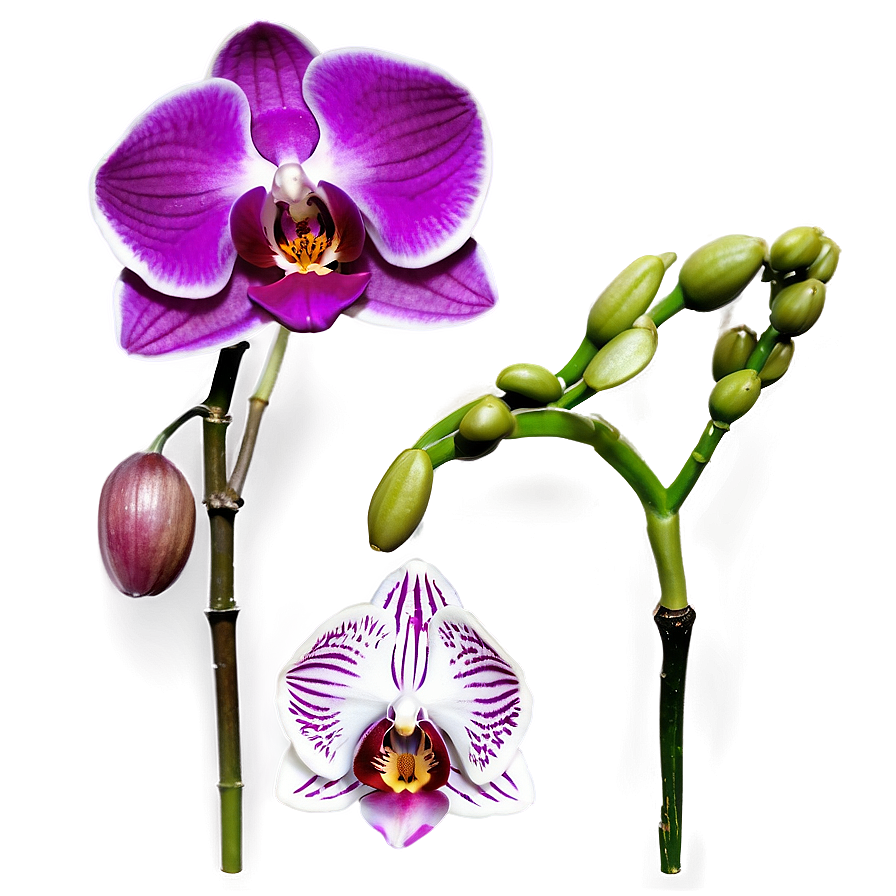 Vibrant Orchid Png Aei69 PNG Image