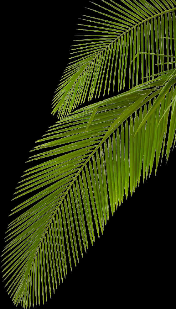 Vibrant Palm Frond Against Black Background PNG Image