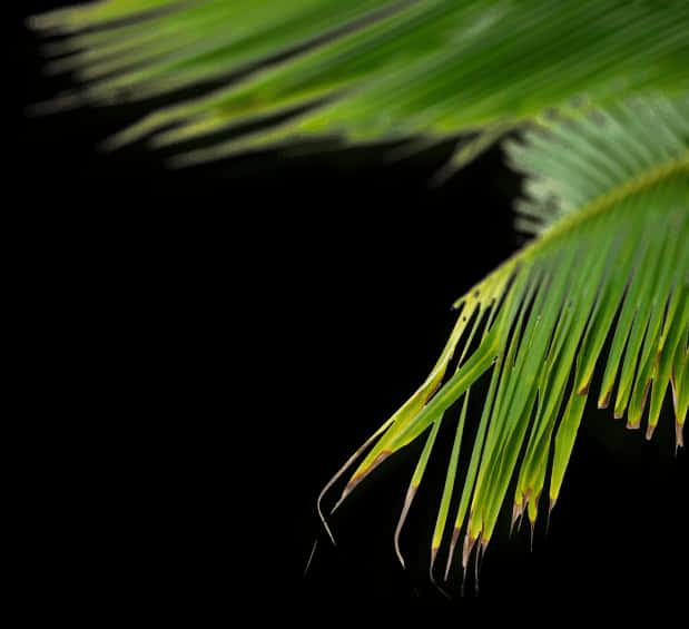 Vibrant Palm Frondon Black Background PNG Image