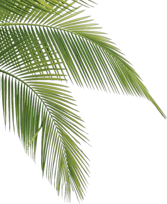 Vibrant Palm Fronds Isolated PNG Image