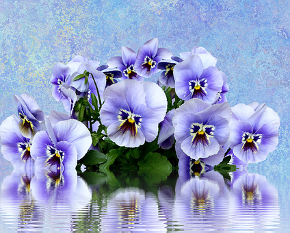 Vibrant Pansies Reflection PNG Image