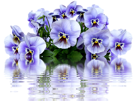 Vibrant Pansies Reflection PNG Image