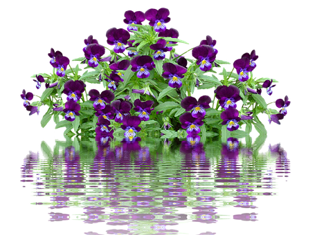 Vibrant Pansies Reflection PNG Image