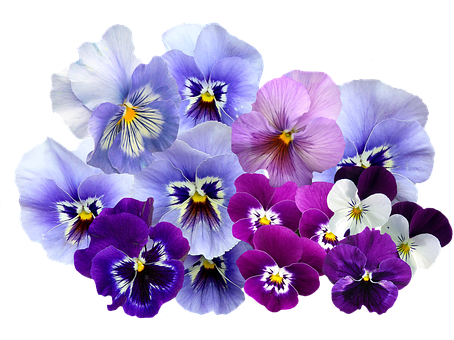 Vibrant_ Pansy_ Collection PNG Image