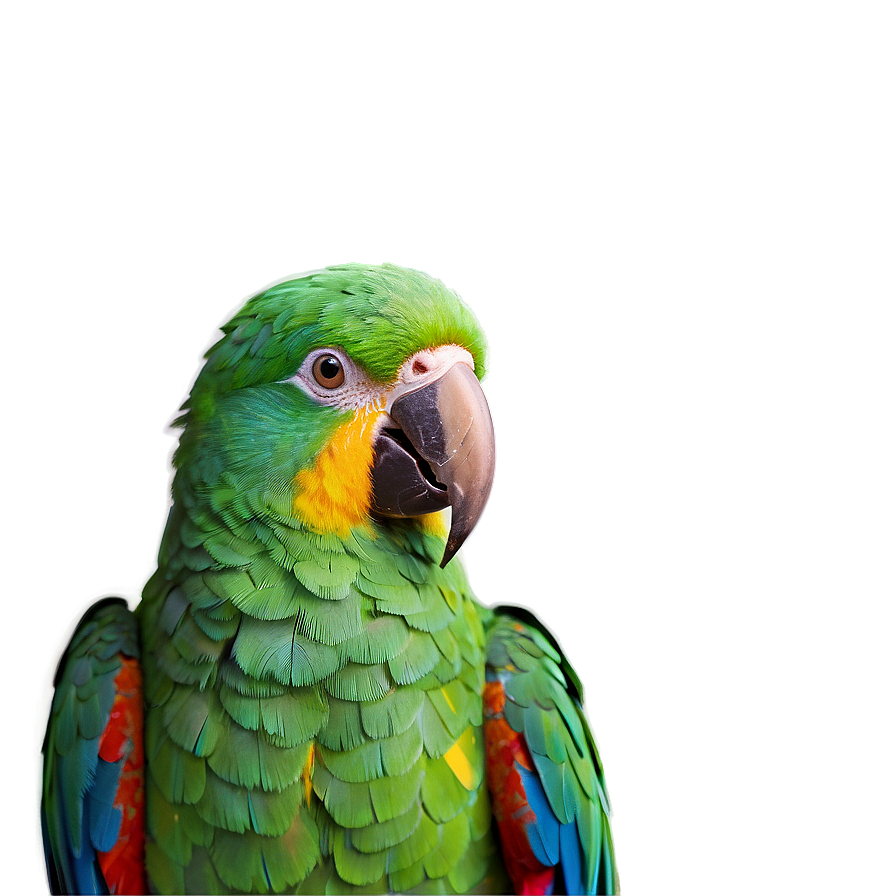 Vibrant Parrot Colors Png 05242024 PNG Image