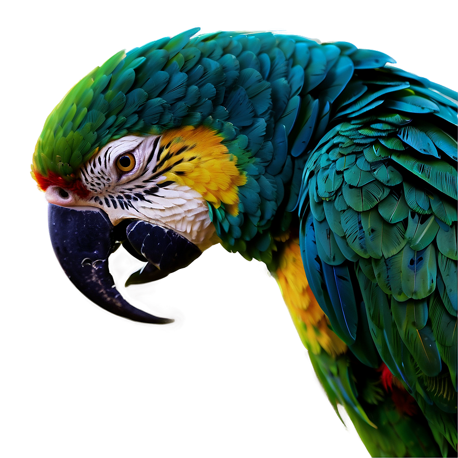 Vibrant Parrot Colors Png Kqf35 PNG Image