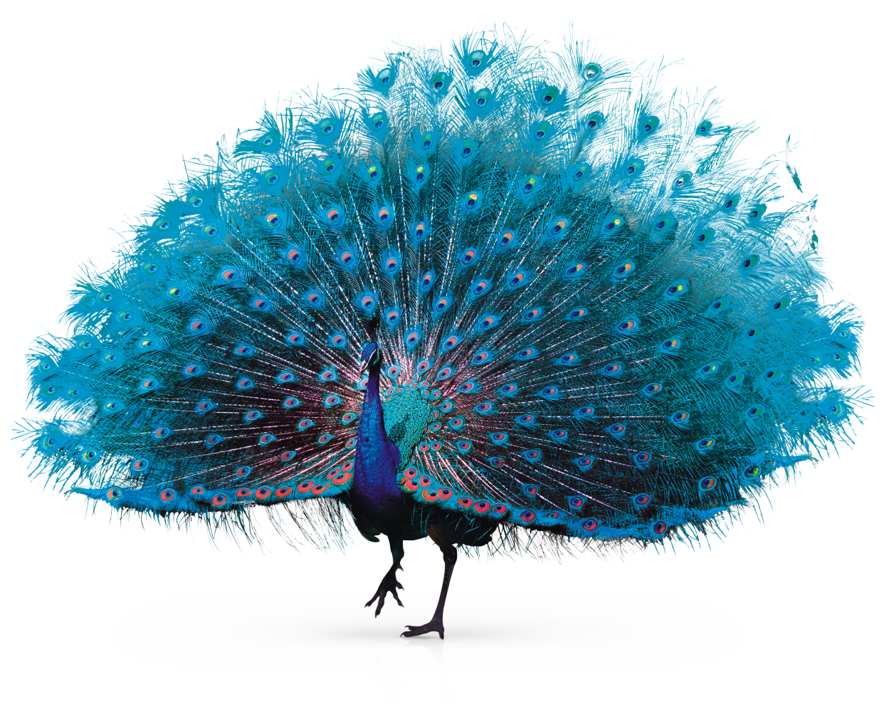 Vibrant Peacock Display PNG Image