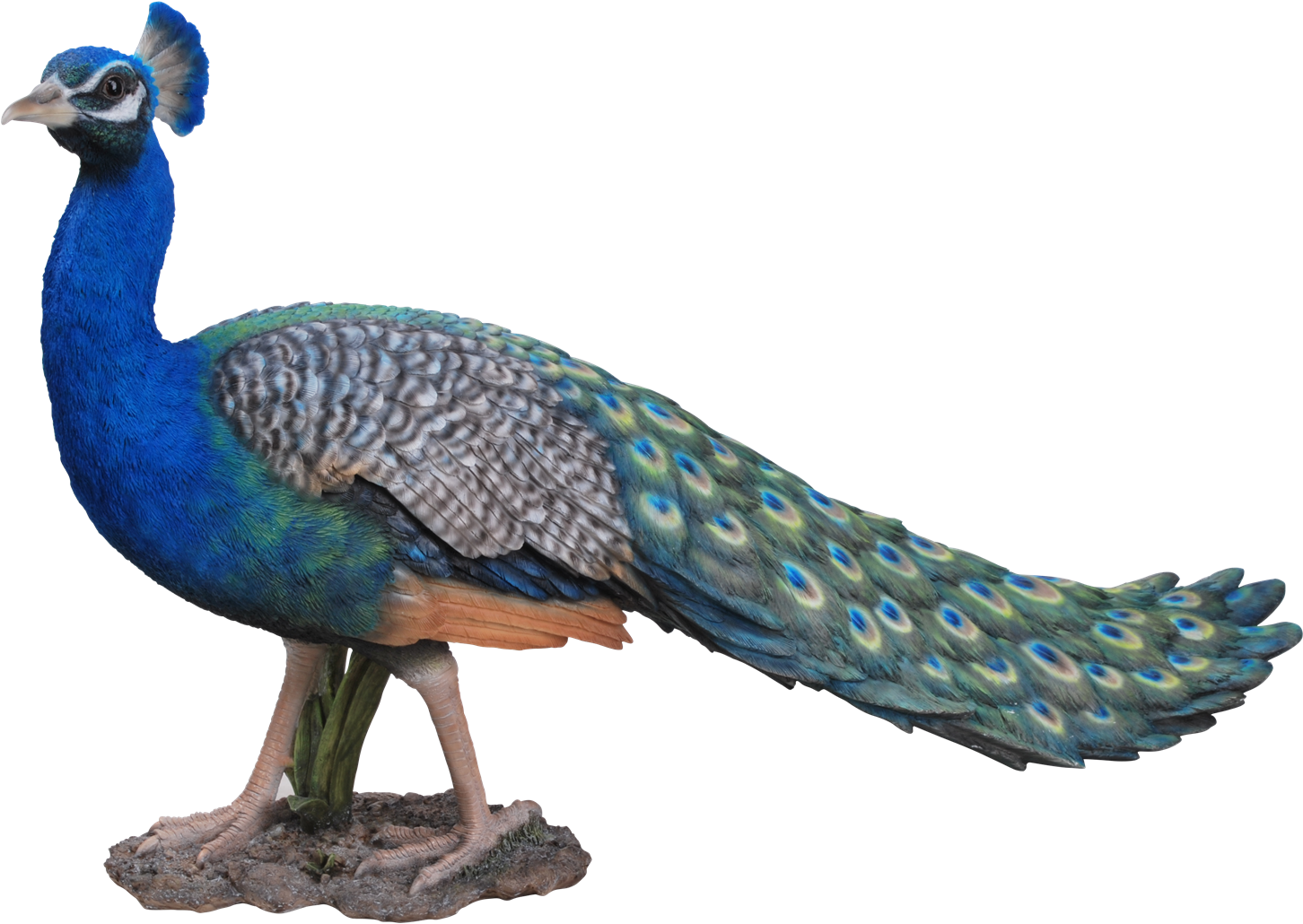 Vibrant Peacock Displaying Plumage PNG Image