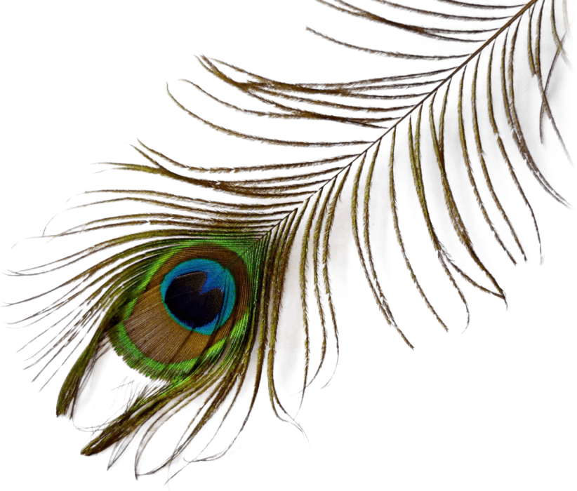 Vibrant_ Peacock_ Feather_ Closeup.png PNG Image