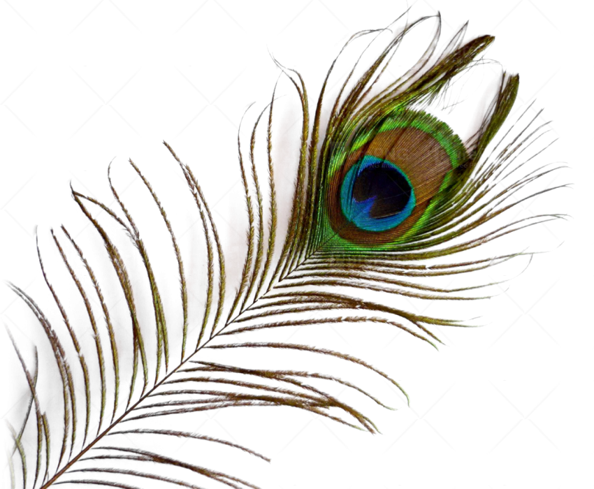 Vibrant Peacock Feather Watermark PNG Image