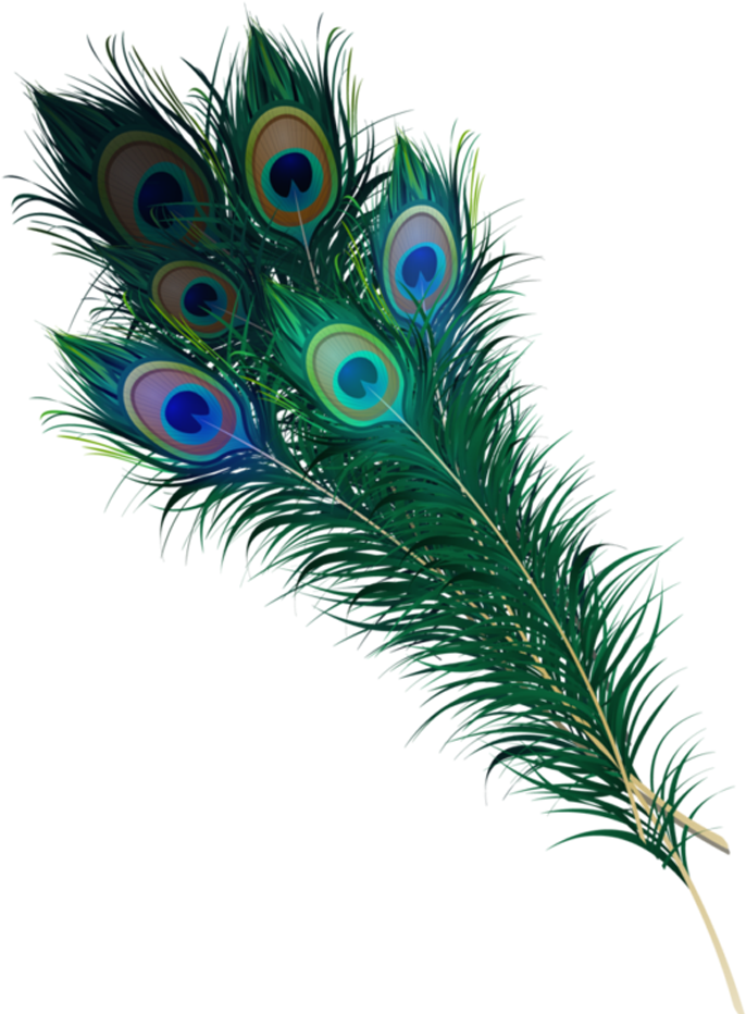 Vibrant_ Peacock_ Feathers_ Display PNG Image