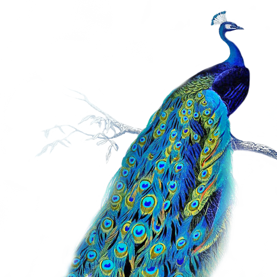 Vibrant Peacockon Branch PNG Image