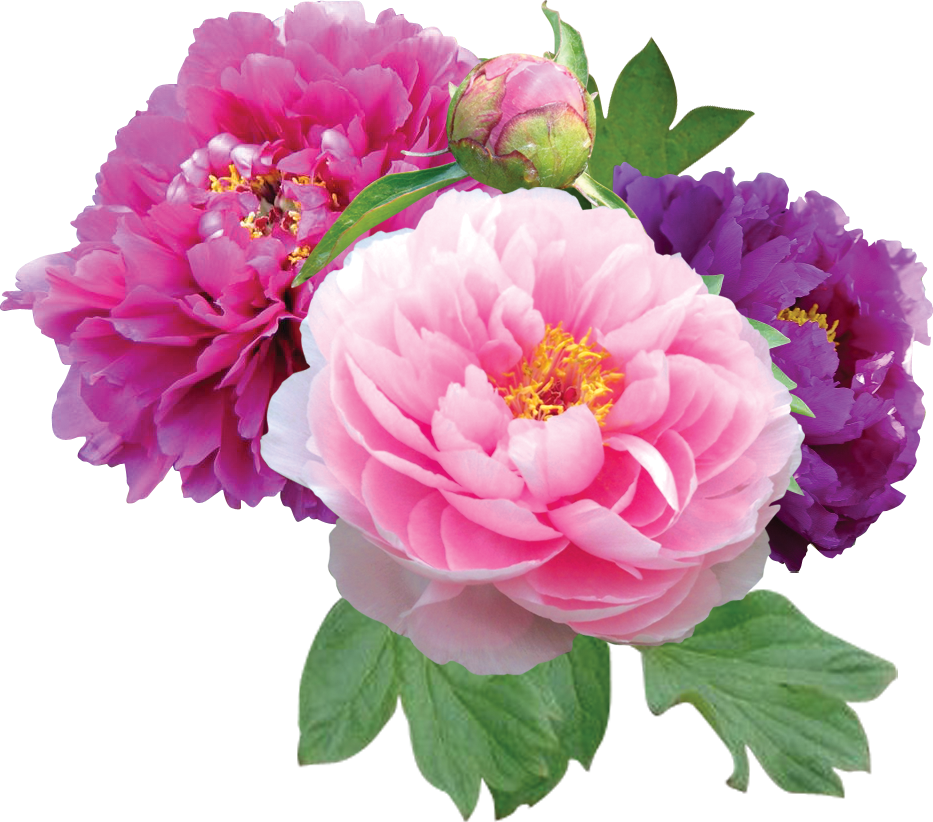 Vibrant Peony Blooms Transparent Background.png PNG Image