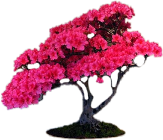 Vibrant Pink Bonsai Tree PNG Image