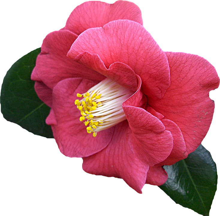 Vibrant Pink Camellia Flower.png PNG Image