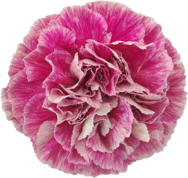 Vibrant Pink Carnation Flower.png PNG Image