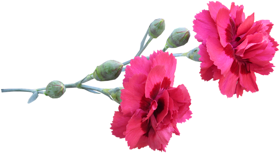 Vibrant Pink Carnations Transparent Background PNG Image