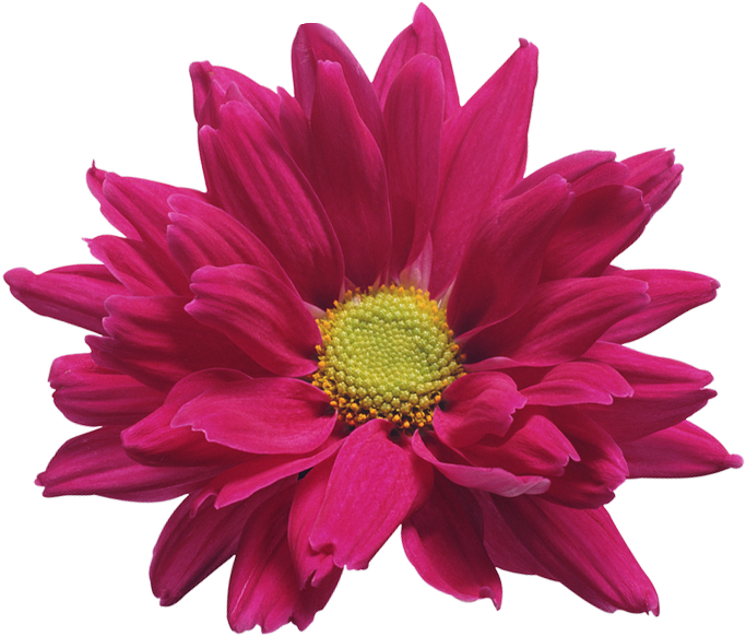 Vibrant Pink Chrysanthemum Flower PNG Image