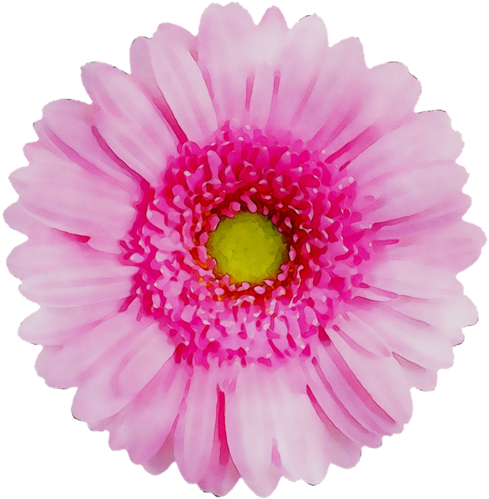 Vibrant Pink Chrysanthemum Flower PNG Image