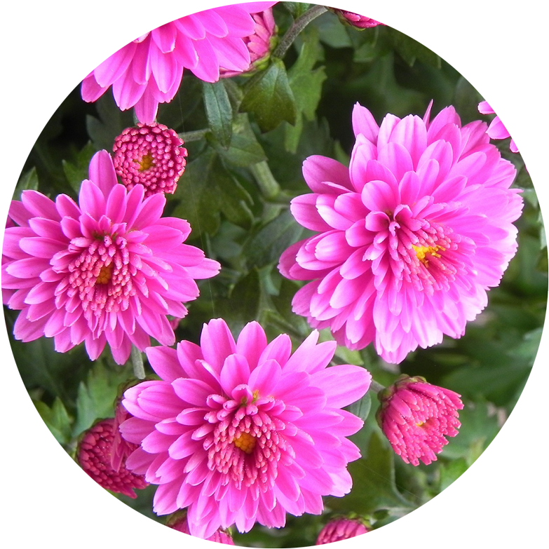 Vibrant Pink Dahlia Flowers PNG Image