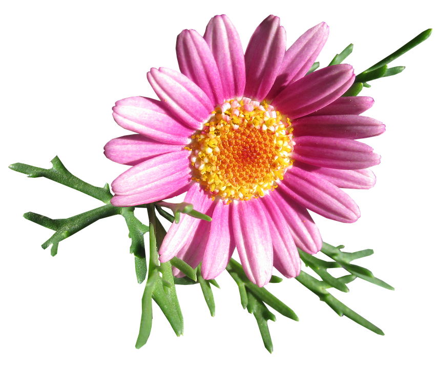 Vibrant Pink Daisy Flower PNG Image