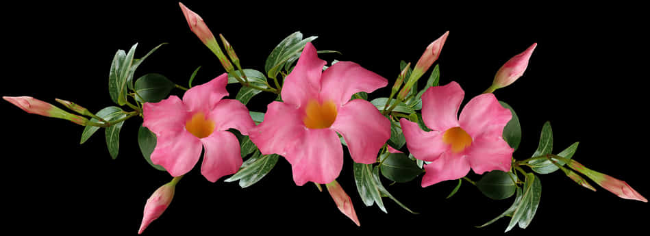 Vibrant Pink Flowers Black Background PNG Image