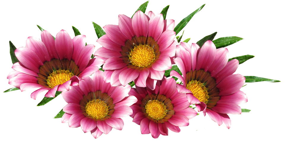 Vibrant Pink Gazania Flowers PNG Image