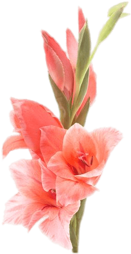 Vibrant Pink Gladiolus Flower.png PNG Image