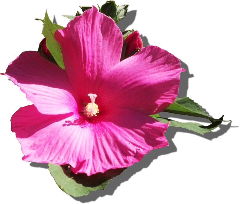 Vibrant Pink Hibiscus Flower PNG Image