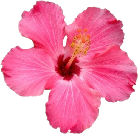 Vibrant_ Pink_ Hibiscus_ Flower.png PNG Image