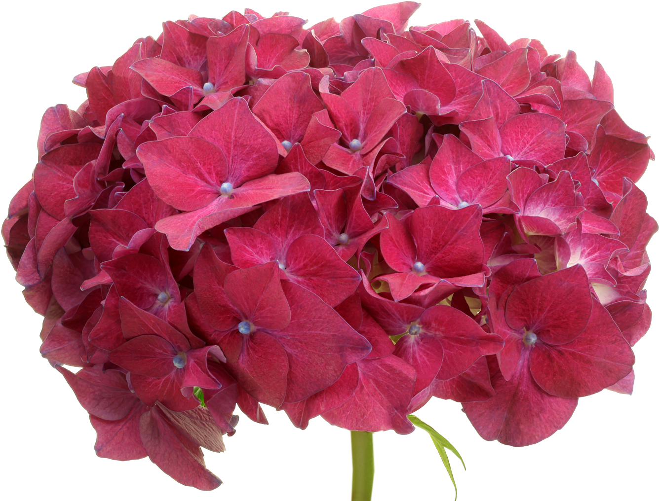 Vibrant Pink Hydrangea Bloom PNG Image