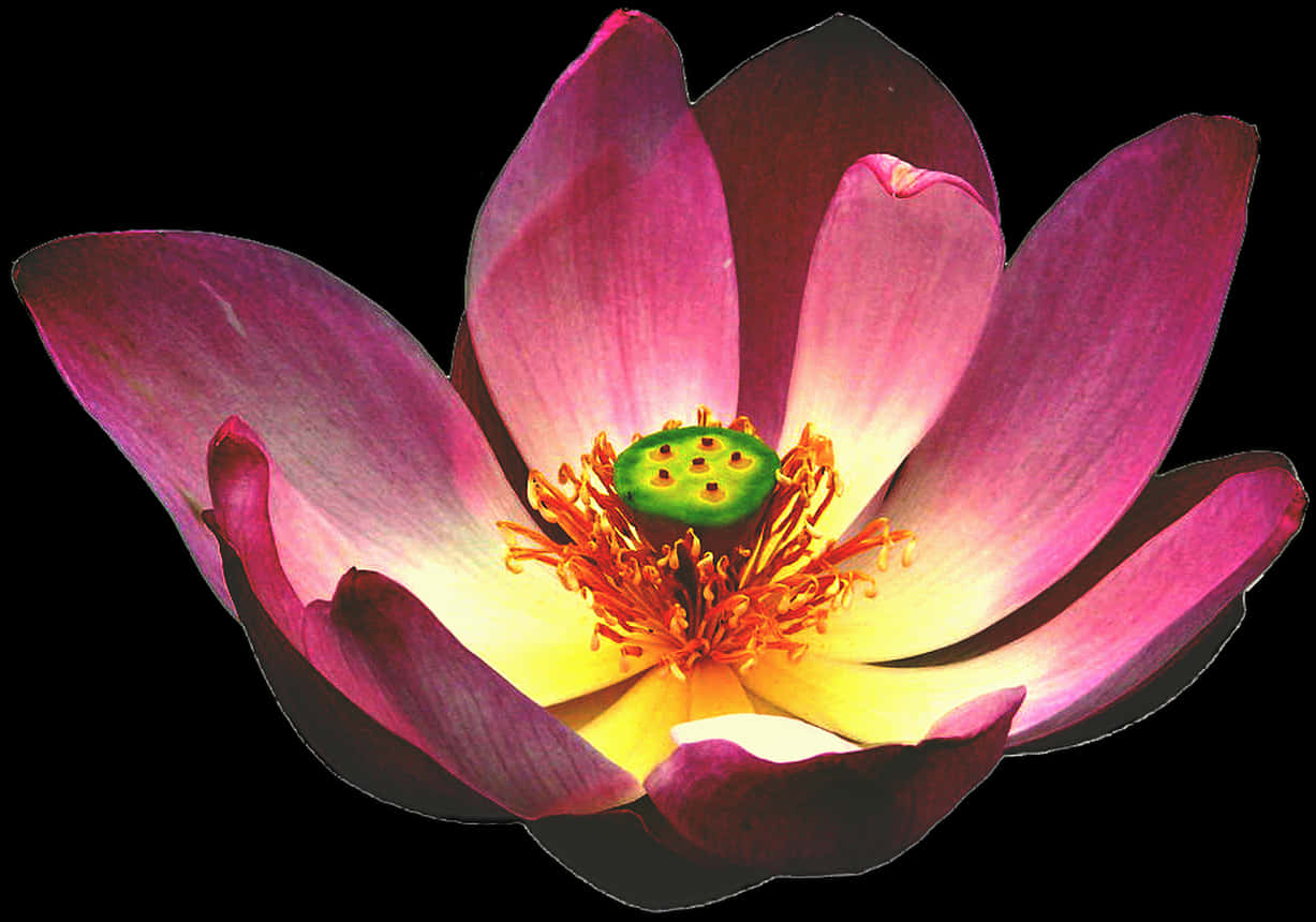 Vibrant Pink Lotus Flower PNG Image