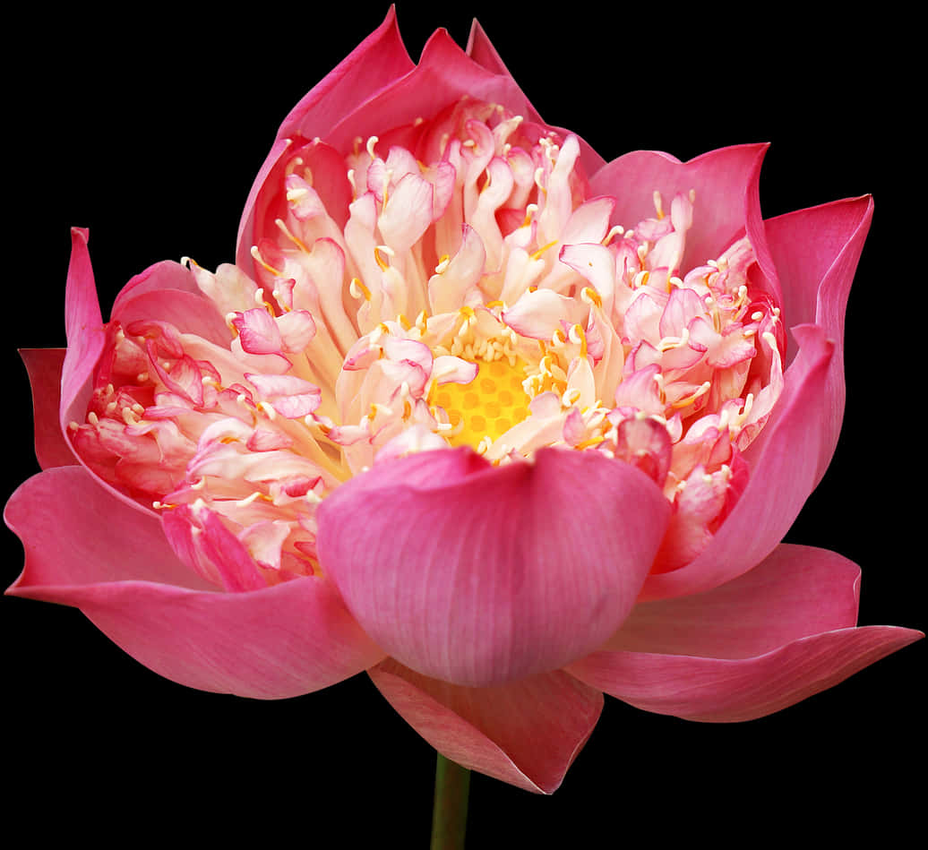 Vibrant Pink Lotus Flower PNG Image