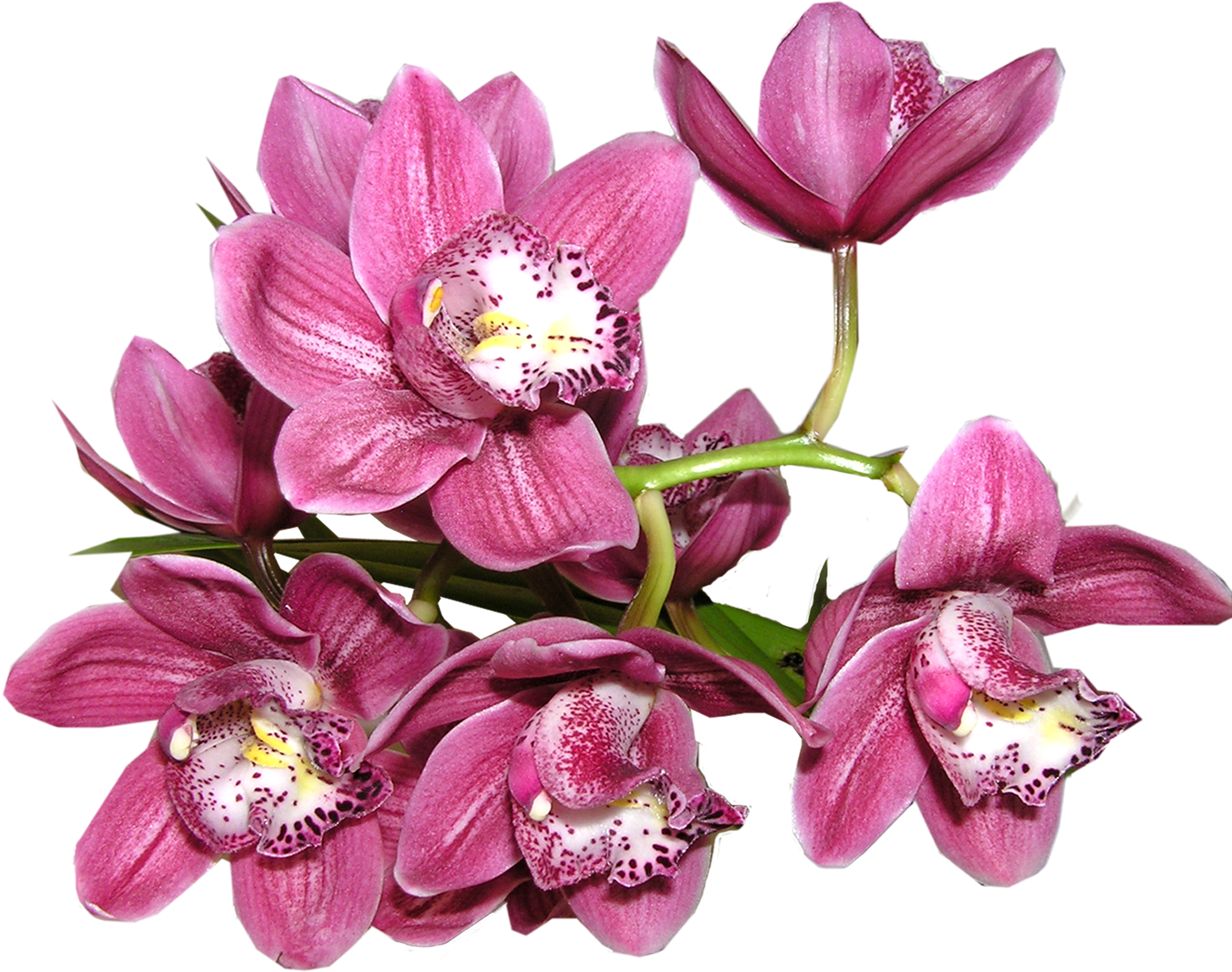 Vibrant Pink Orchids Transparent Background PNG Image