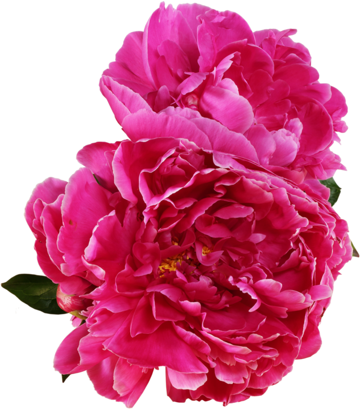 Vibrant Pink Peony Blooms PNG Image