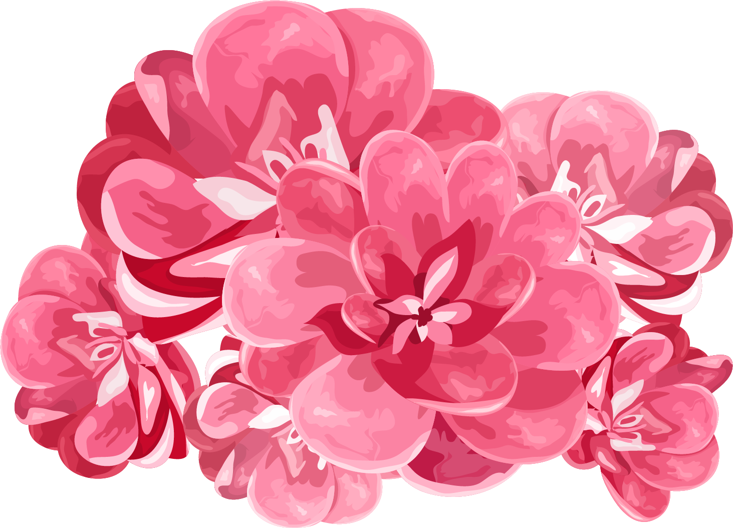 Vibrant Pink Peony Cluster PNG Image