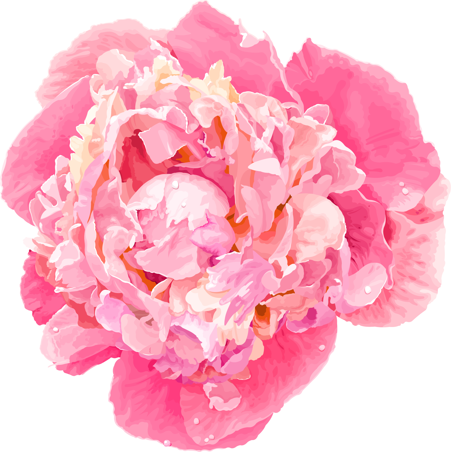 Vibrant Pink Peony Flower PNG Image