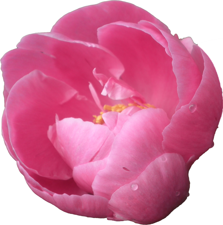 Vibrant Pink Peony Flower PNG Image