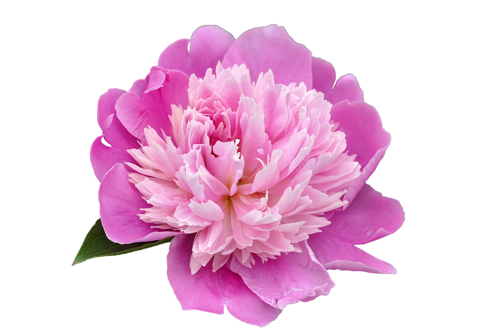 Vibrant Pink Peony Flower PNG Image